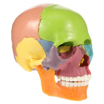 Tablescape Dekor Simulované Lékařský Model Barevné Lebky Hlavy Školní Ornament, Tvůrčí