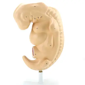 Život Velikost 4-Týdenní Embryo Těhotenství Období Těhotenství Model Lékařské Výukové Modely