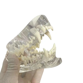 Transparentní Psí Zuby Anatomický Model Zvířat Ústní Zubní Čelisti Pro Veterinární Vzdělávací Nástroj