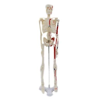 Lidské Kostry Modelu pro Anatomii 17